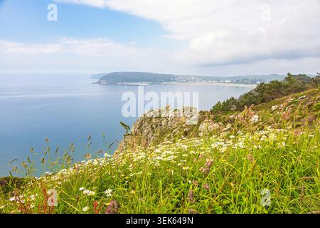Oxeye daisy flowers on a meadow by the sea Stock Photo