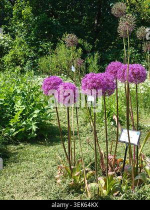 Vibrant purple allium flowers blooming in a sunny botanical garden with a field of white daisies in the background. Stock Photo