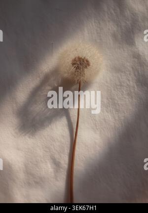 Dandelion Casting Shadow on Soft White Fabric Stock Photo