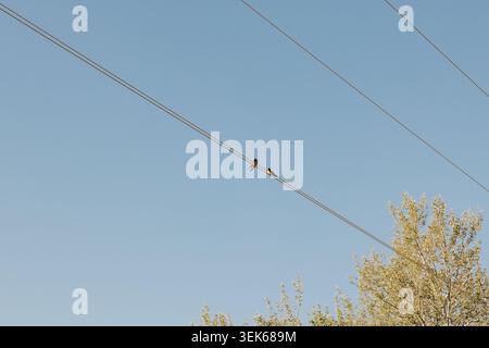 Two swallows resting on a power line against clear blue sky Stock Photo