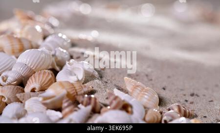 Seashells scattered on sandy beach at low tide with sunlight shining in daytime Stock Photo
