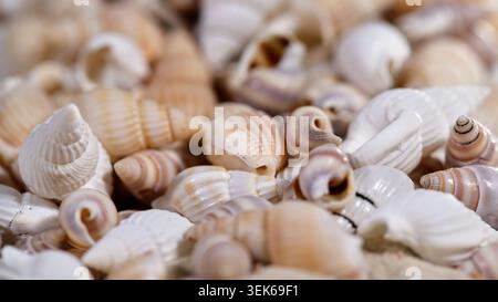 Many seashells collected on sandy surface near the ocean during warm sunny day Stock Photo