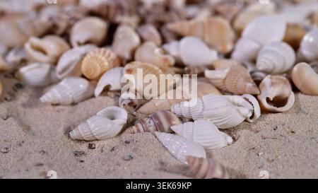Seashells scattered on a sandy beach during the daylight hours near the ocean waves Stock Photo