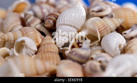 Shells gathered on a blue surface, showing different shapes and sizes of shells in a close-up view during daylight Stock Photo