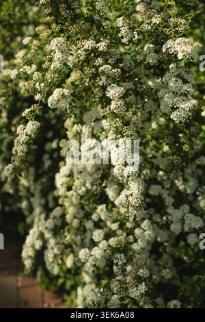 Flowering bridal wreath spirea bush in spring Stock Photo