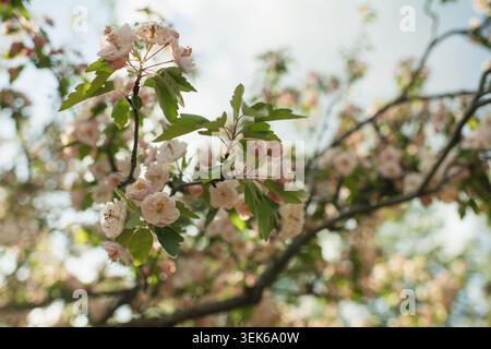 Low angle view of pink cherry blossoms on tree branches Stock Photo