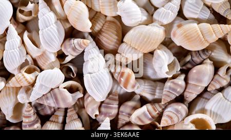Shells collected from the beach resting together on a surface under natural light during the afternoon Stock Photo