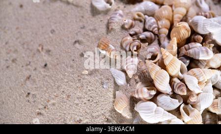 Seashells collected on sandy beach during sunny day with clear skies near ocean shore Stock Photo