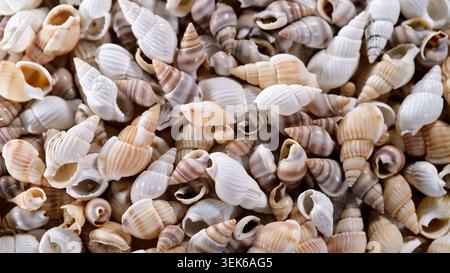 Many seashells of different shapes and colors gathered on a flat surface with natural lighting Stock Photo
