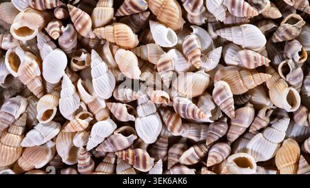 Many shells on the ground showing various shapes and colors collected from a beach during daytime Stock Photo