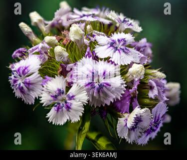 Tender Lilac Sweet William Dianthus Flowers on Green Background Stock Photo