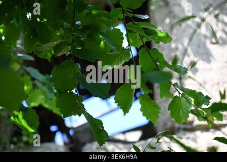 hazel tree leaves on a sunny spring day Stock Photo