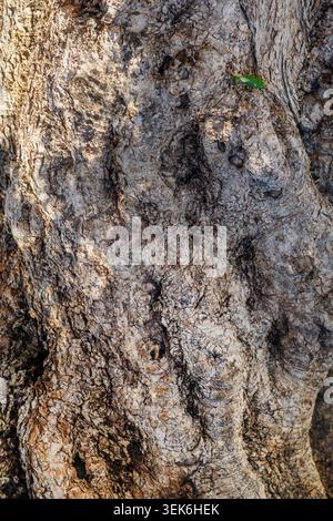 Texture shot of a very old olive tree trunk with incredibly rough, deeply grooved, and gnarled bark. Vertical image. Stock Photo