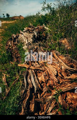 Decaying tree trunk in grassy field — weathered wood texture and natural decomposition in a rural landscape, selective focus Stock Photo