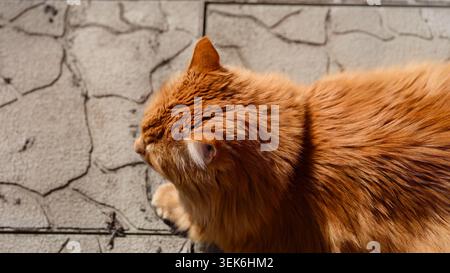 A top view of a fluffy ginger cat lying on a stone pavement in the bright sunlight. Stock Photo