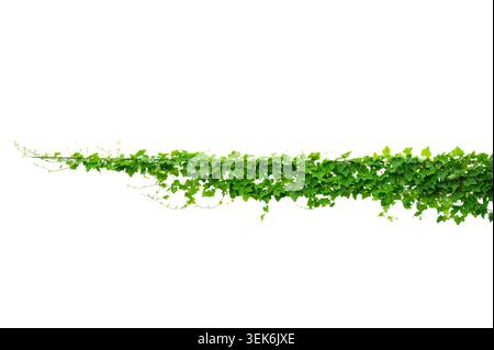 Fresh green ivy leaves plant climbing and spreading horizontally isolated on a solid white background Stock Photo