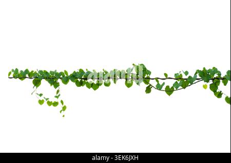 Fresh green ivy leaves plant climbing and spreading horizontally isolated on a solid white background Stock Photo