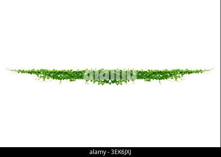 Fresh green ivy leaves plant climbing and spreading horizontally isolated on a solid white background Stock Photo