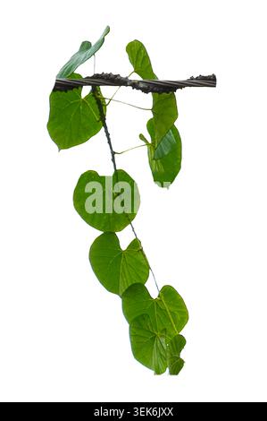 Fresh green ivy leaves plant climbing and spreading horizontally isolated on a solid white background Stock Photo
