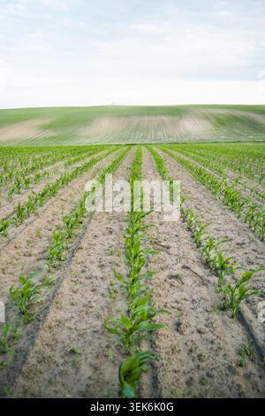 Young corn seedlings growing in neat rows across a vast field with rolling green hills and a cloudy sky Stock Photo