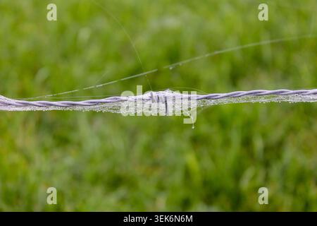Dewy Spider Web on a Plant in the Misty Morning Light Stock Photo