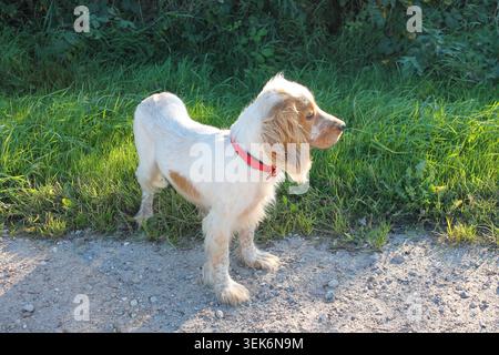 White English Cocker Spaniel with Red Collar on a Forest Path Stock Photo