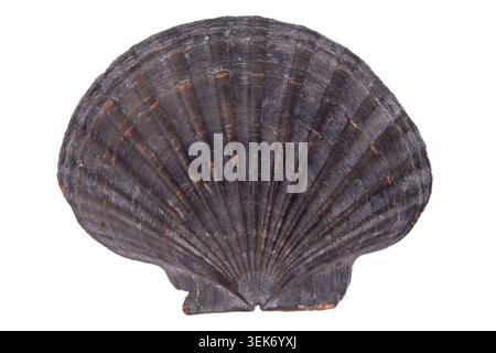 Scallop Seashell isolated on white background. Natural textured grey marine Shell closeup. Stock Photo