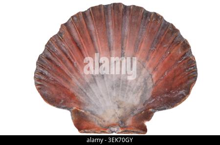 Red Scallop Seashell isolated on white background. Natural textured grey marine reddish brown Shell closeup. Stock Photo