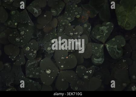 Dark green shamrock leaves with water droplets after rain in moody low key lighting. Stock Photo