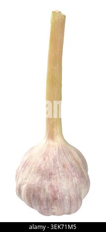 Macro of garlic isolated on white background Stock Photo