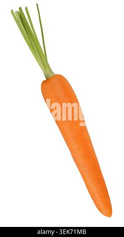 One fresh carrot with stems isolated on white background Stock Photo