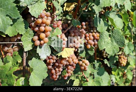 Many bunches of Pinot Gris grape, yellow pinkish variety, hanging on vine just before the harvest. Stock Photo