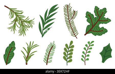 Evergreen Branch Set. Pine, Fir, Spruce Leaves Vector, Winter Botanical Collection Stock Vector