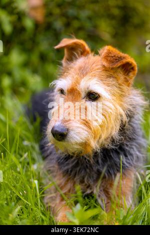Portrait of an older female Welsh Terrier mix in a garden with a blurred natural background. A sweet dog with a loyal expression and a curly coat. Stock Photo