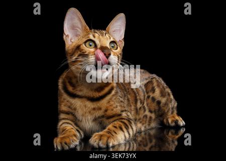 Cute kitty Bengal breed, gold Fur with rosette, Lying and licked, isolated on Black Background with reflection Stock Photo