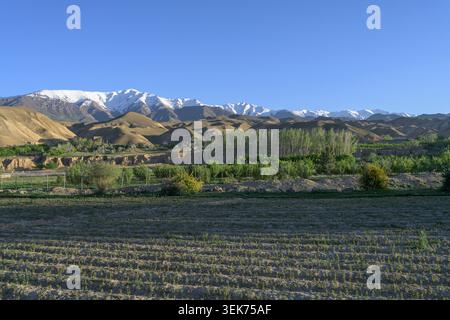 Agricultural fields and trees growing beneath the snow-capped hindu kush mountains Stock Photo