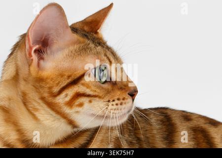 Close-up Bengal Cat at Profile view on White Background Stock Photo