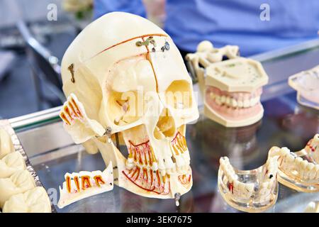 Skull, olds, models and mock-ups of the teeth, jaws and bones of the human head for dentistry Stock Photo