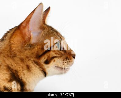 Close-up Bengal Cat at Profile view on White Background Stock Photo