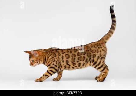 Bengal Cat playful walking on White background Stock Photo