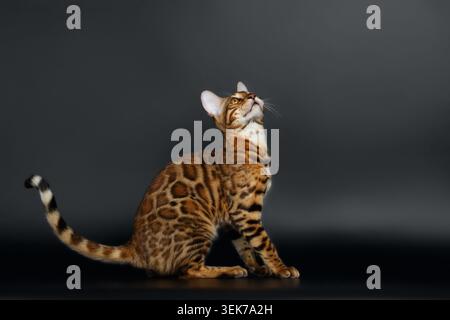 Side View Bengal Cat on Black Background Looking up Stock Photo