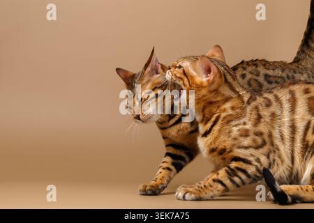 Two Bengal Cats Hissing on Brown Background Stock Photo