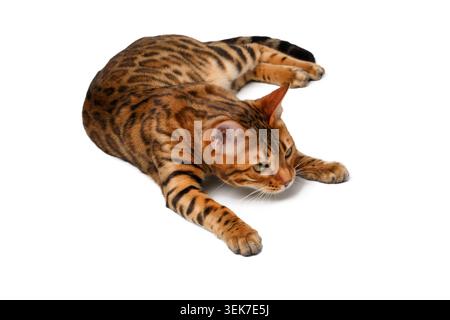 bengal cat lies on white background and looking forward Stock Photo