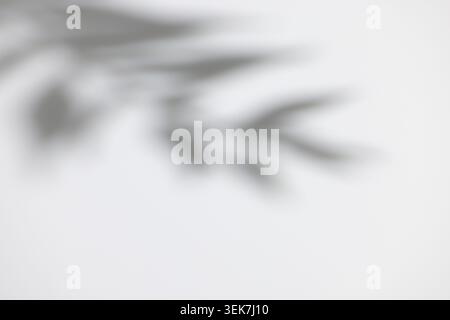 Soft Focus Leaf Shadow on Minimalist White Wall Background for Tranquil Design Stock Photo