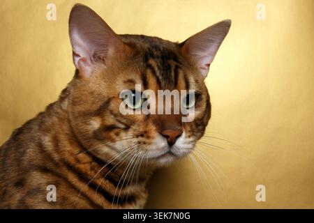 Closeup Bengal Cat with green eyes on Gold background Stock Photo