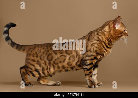 Beautiful Bengal Cat Stands on Brown background, side view Stock Photo