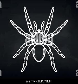 Black and white illustration of a spider with detailed anatomy, featuring long legs and segmented body, set against a dark background for contrast Stock Vector