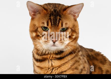 Closeup Bengal Cat with green eyes on White background Stock Photo
