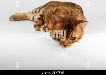 Bengal Cat lies on White background and Looking down Stock Photo