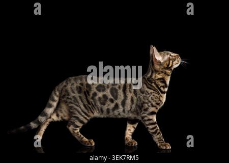 Bengal Kitten Walking on isolated on Black Background with reflection, side view Stock Photo